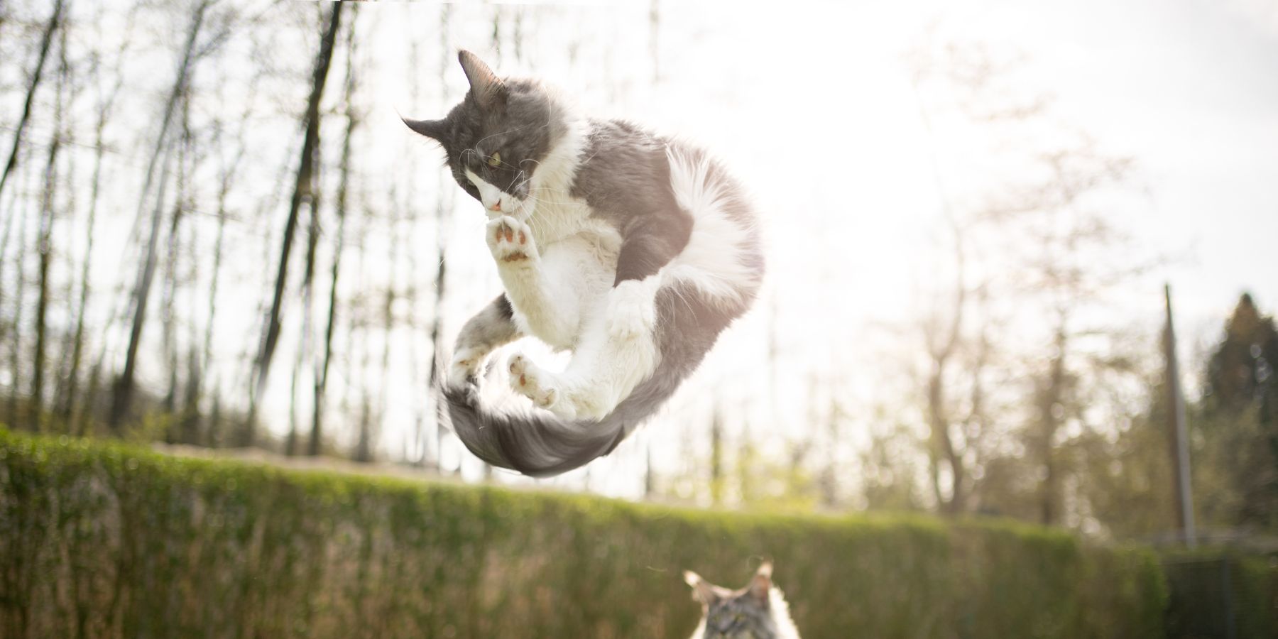 Which Breed is More Playful: Bengal Cats or Savannah Cats?